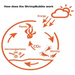 Shrimp Bubble Self-Sustaining Ecosystem