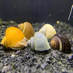 Generic,Mystery Snails x3 (Pomacea Bridgesii) Large Mix Pack - Live Freshwater Snails