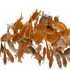 Toledo Goldfish Live Comet Common Feeder Goldfish for Ponds, Aquariums or Tanks – USA Born and Raised – Live Arrival Guarantee