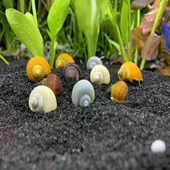 Generic Mystery Snails x10 (Pomacea Bridgesii) Large Mix Pack - Live Freshwater Snails