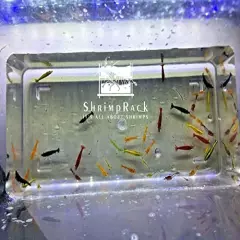 ShrimpRack™ 10 Mixed Color Neocaridina Shrimp Skittles Live Freshwater Aquarium Shrimps . Beeding Age Young Adults 1/2- 1 inch Long. Live Arrival Guarantee.