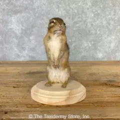 #23235 E+ | Chipmunk Life-Size Taxidermy Mount For Sale