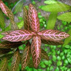 Hygrophila Rosanverig Sunset 4+ Stems Easy Beginner Low Tech Live Aquarium Plant