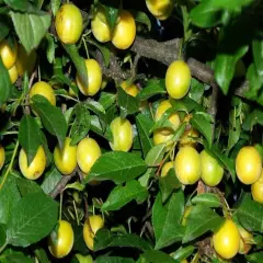 6x CUTTINGS YELLOW PLUM, MIRABELL Prunus domestica subsp. insititia Bonnier