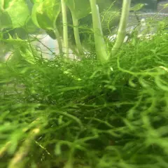 Java Moss - Live Aquarium Plant Buy 2 Get 1 Free