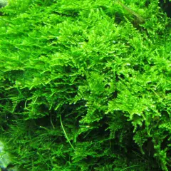 Christmas Moss Xmas Moss Live Aquarium Moss Aquatic Plants Tropical Fish Tank