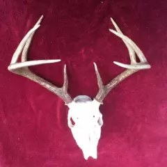 Super 8 Point Typical Whitetail Deer European Skull Mount Shed Antlers Cabin