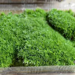 Artificial Micro Moss Aquarium Plant Landscape Lawn Green Carpet Decor