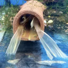 Pleco Cave For Breeding (1.5” D Shaped) - Ancistrus, Bristlenose (USA made)