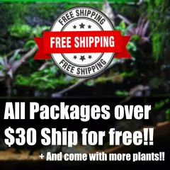 $40 Nano Aquarium Plant Package Freshy picked aquatic plants