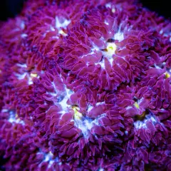 LC Evil Eye Blastomussa Merletti, WYSIWYG Live Coral