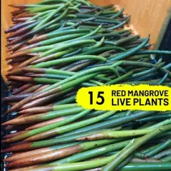 Red Mangrove Tree 15 Live Seeds +FREE Extra Saltwater Freshwater Aquarium Plants