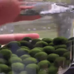 REAL Japanese Marimo Moss Ball Wholesale 50PCS Large 1.5cm Aegagropila Aquarium