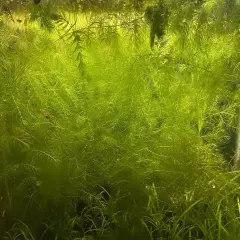 Hornwort Coontail Bunch 6-8 Stems Live Aquarium Floating Plant for Breeding Fish