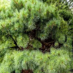 Dehydrated Eastern White Pine Needles ct Monthly Supply Organic Freshly Picked