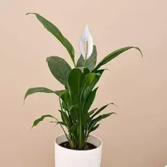 Aquarium Peace Lily (Spathiphyllum Wallisii) Live Aquatic Plant