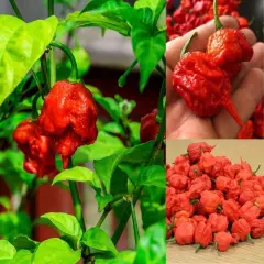 200 Super Hot Whole Dried Carolina Reaper Pepper Pods World Hottest Best Quality