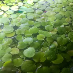 40+ Leaf Amazon Frogbit - Live Aquarium Floating Plants - Buy 2 Get 2 FREE!