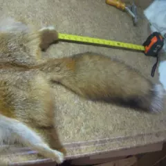 Tanned Red Fox Hide Coats Taxidermy #00004263 Row A-8