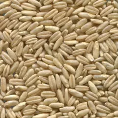 1 lb. Whole Oat Seeds Wildlife Food Plot Seed Cover Crop Pasture Grazing