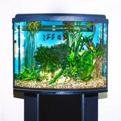 Hikari PraziPro Ready To Use For Freshwater & Marine Aquariums Or Ponds 4-Ounce