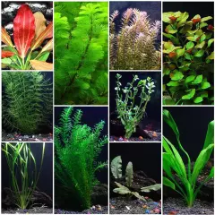 Beginner Live Aquarium Plants Bundle Live Aquarium Plants