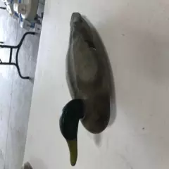 Old Mallard Drake Decoy