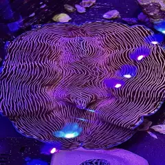 WYSIWYG XL Tank Raised Derasa Clam Blue Rim Tridacna Derasa Live Coral OG Reef