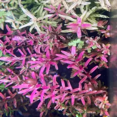 Red Root floaters Phyllanthus Fluitans Aquarium Floating 1 cup +Mystery Plant