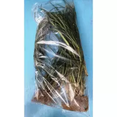 Dried Goose Grass Paragis Plant Eleusine Indica Herb Natural Organic Ceylon 100g