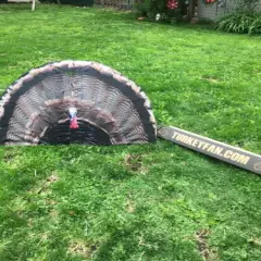 turkey fan Decoy