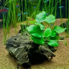 Package Loose Anubias Barteri Broad Leaf XL Live Aquatic Plants Freshwater Fishs