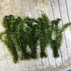 Anacharis Elodea- Beautiful Freshwater Live Plant Bundle, Lot Of 5 bunches