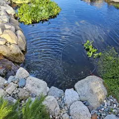 3 foot Pond Ring for your pond plants. Keeps plants nice and tidy and pleasing