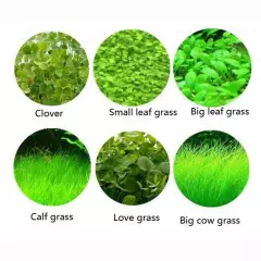 Aquarium Plant Seeds Fish Tank Aquatic Water Grass Foreground Easy Plants Decor~