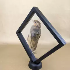 W100K Taxidermy Preserved Chick Oddities Curiosities Floating Display Bird