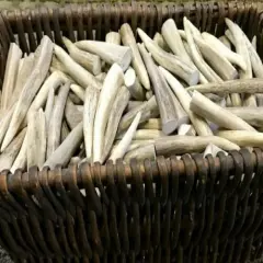 Deer/Elk Antler Tips - (10) Pack 2.5"- 3" Clean Toggles -perfect for Crafters! 