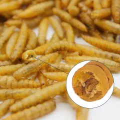 Nutrient-Rich Chicken Feed - 5LB Dried Black Soldier Fly Larvae, 100% Natural