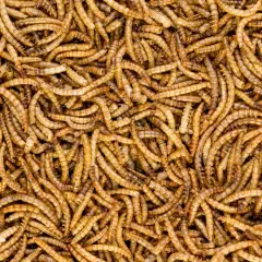 Worm Nerd WN61 11LB Dried Mealworms Non-Gmo High Protein Fiber Treat Chickens