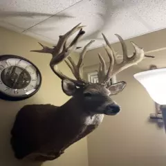 34 Point White Tail Buck Mount