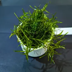 1 Cup Guppy Grass easy live aquatic aquarium plant BUY 2 GET 1 FREE