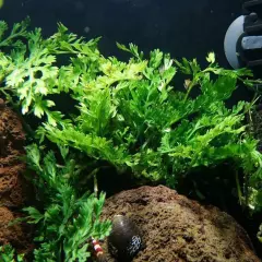 Package Loose Bolbitis Heteroclita Difformis Baby Leaf Live Aquarium Plants Tank