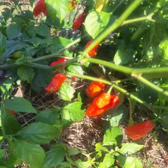 Habernero Pepper Pods