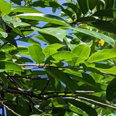 Premium Dried Soursop Leaves Hojas De Guanabana Graviola Leaf Bulk 50g 100% Pure