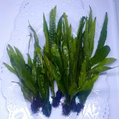 BUY 2 GET 1 FREE MD "Java fern" Microsorum pteropus Low Light Aquarium Plant 