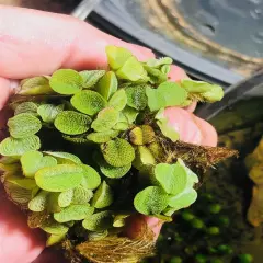 5 Salvinia Minima Live Floating Aquatic Plant Freshwater Aquarium & Pond Plants