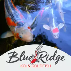 Blue Ridge Koi Fish Food 5lb - Koi Food 3/16” Large Growth Formula, Goldfish for