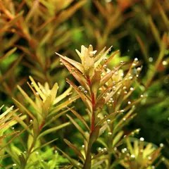 Rotala Rotundifolia Live Aquarium Plant Aquatic Plant