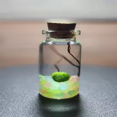 MINI GLOW, Live Marimo Moss Balls, Unique Gift, Ecosphere, Desktop Aquarium, DIY