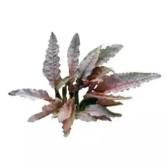 Cryptocoryne Flamingo Freshwater Rare Live Plant Aquarium Crypt Aquatic Tank